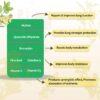 BioFlex MULLEIN GUMMIES